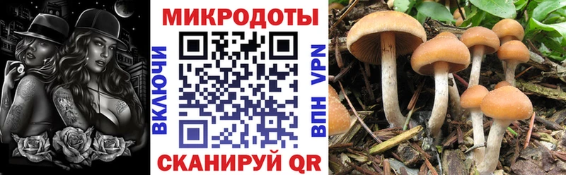Псилоцибиновые грибы Cubensis Гулькевичи